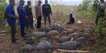 Penyu Hijau Polda Bali